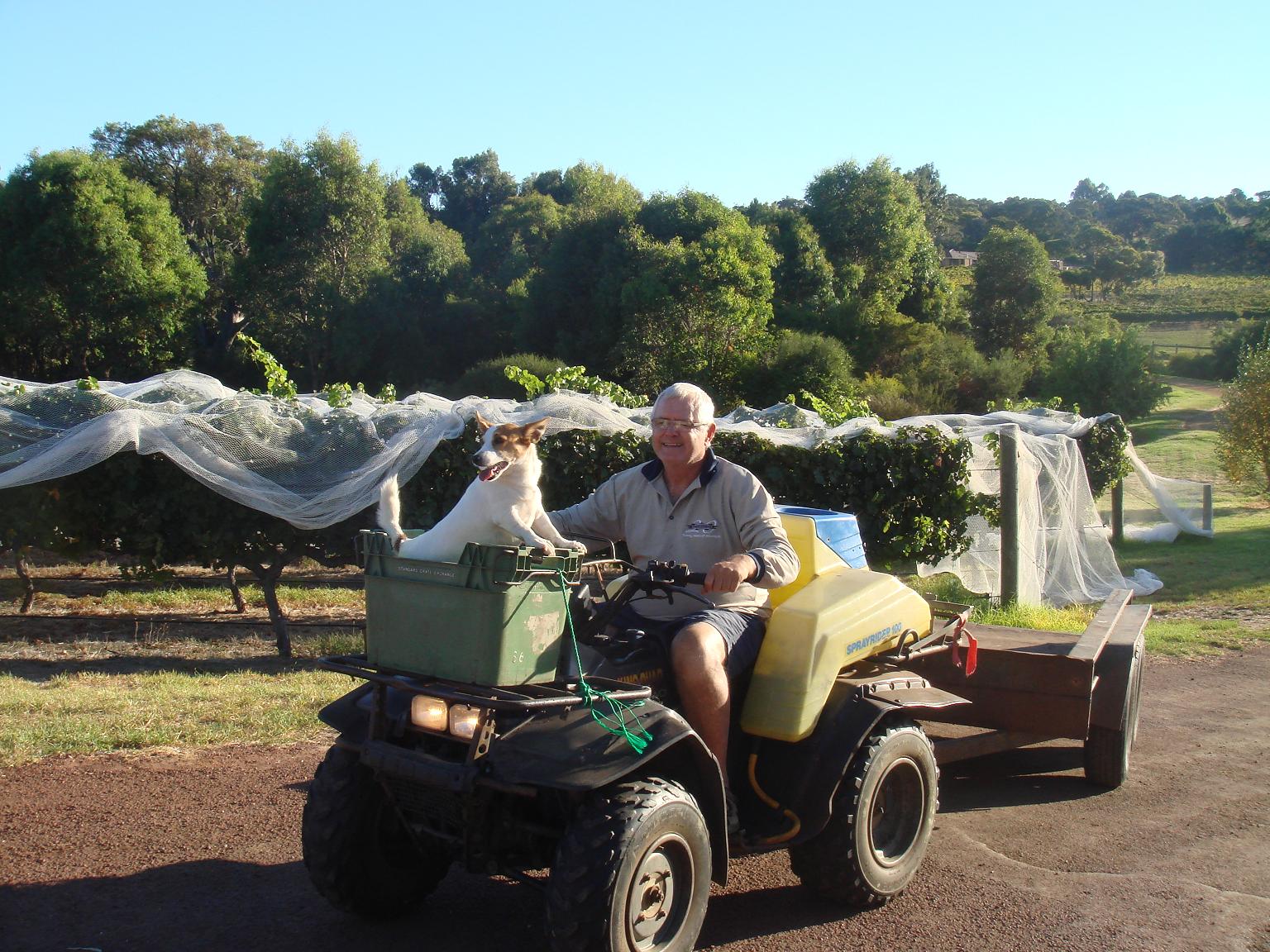 Cape Naturaliste Vineyard at vintage 